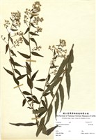 藏品(臺灣馬蘭)的圖片